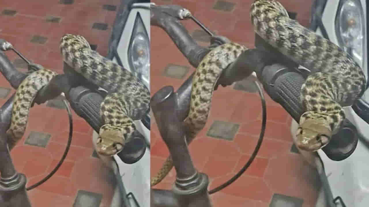 ఈ సైకిల్ నా సొంతం అంటున్న సర్పం..! దాని సంగతేంటో తెలిస్తే..