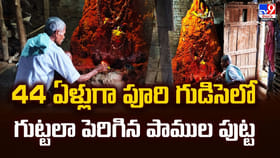 44 ఏళ్లుగా పూరి గుడిసెలో గుట్టలా పెరిగిన పాముల పుట్ట వీడియో