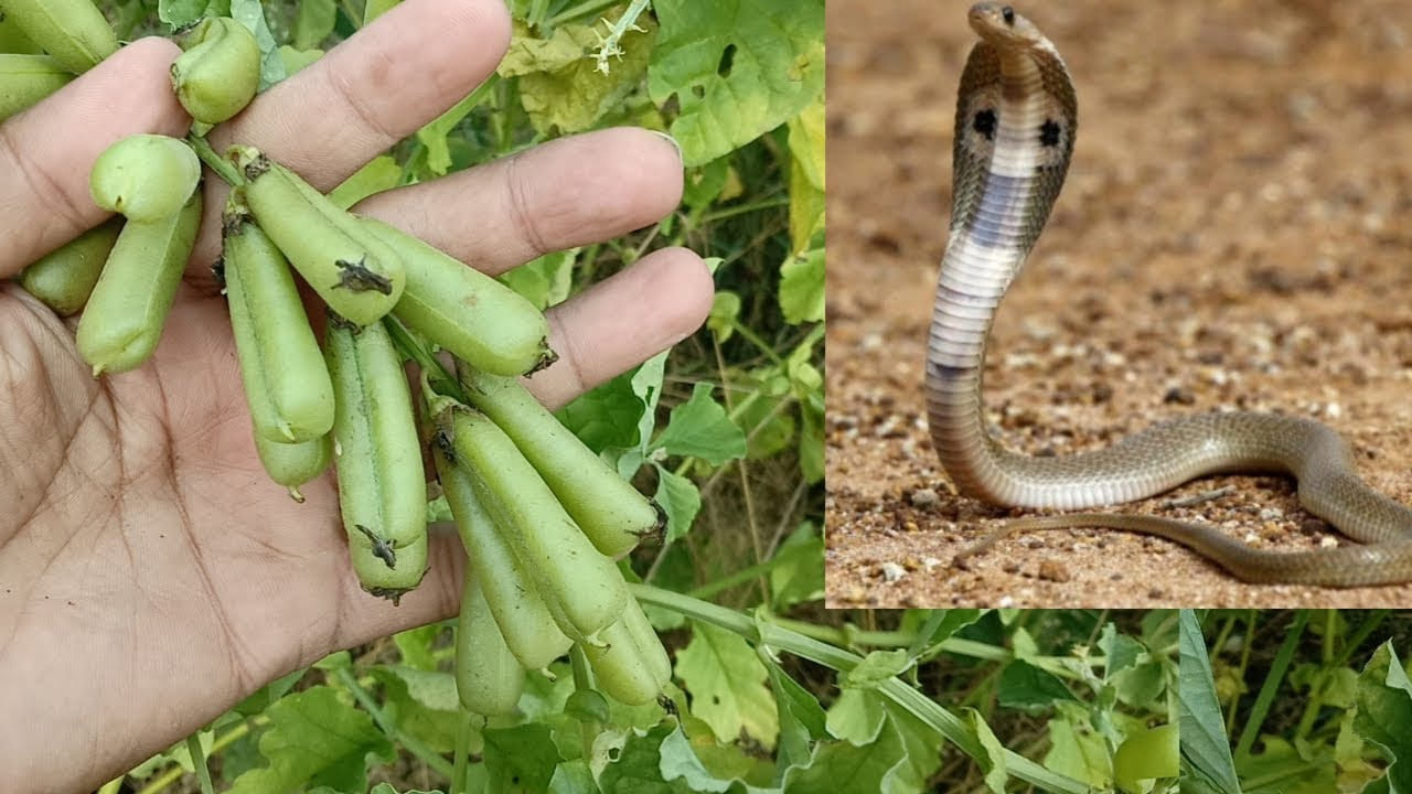  పాములను చీదరపుట్టించే వాసన కలిగిన మొక్కల తెల్లగరిగే మొక్క కూడా ఒకటి. ఇది మీ ఇంటి పరిసరాల్లో ఉన్నా.. లేదా వీటి వేర్లను ఇంటి గుమ్మంలో ఉంచినా.. వాటి ఘటైన వాసకు పాములు ఇంట్లోకి రాకుండా ఉంటాయి. 