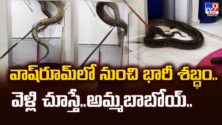 వాష్రూమ్లో నుంచి భారీ శబ్ధం.. వెళ్లి చూస్తే..అమ్మబాబోయ్.. వాష్రూమ్లో నుంచి భారీ శబ్ధం.. వెళ్లి చూస్తే..అమ్మబాబోయ్..