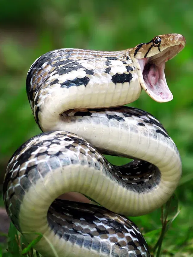 పాము కాటేసే ముందు వార్న్ చేస్తుందా.? నిజం ఏంటి.?