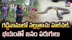 గడ్డివాములో నల్లత్రాచు హల్‌చల్‌.. భయంతో జనం పరుగులు