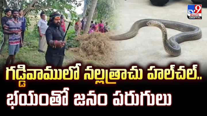 గడ్డివాములో నల్లత్రాచు హల్చల్.. భయంతో జనం పరుగులు గడ్డివాములో నల్లత్రాచు హల్చల్.. భయంతో జనం పరుగులు