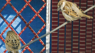 Sparrows: పిచ్చుకలు ఇంట్లోకి పదే పదే వస్తున్నాయా..? దానికి అర్థం ఏంటోతెలుసా