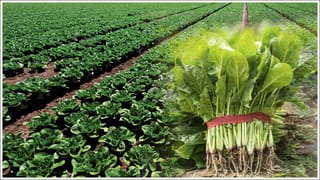 Laptop: ఒక్కసారి ఛార్జ్ చేస్తే 24 గంటల్లో ఫుల్ ఖుషీ.. నాన్‌స్టాప్ వర్కింగే..