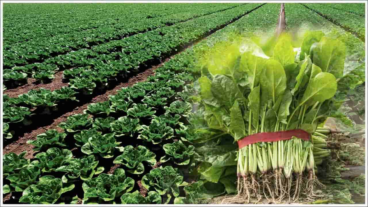 Winter Crop: మెంతి, పాలకూర పంటతో భారీగా లాభాలు.. సాగు విధానం, పెట్టుబడి వివరాలు!