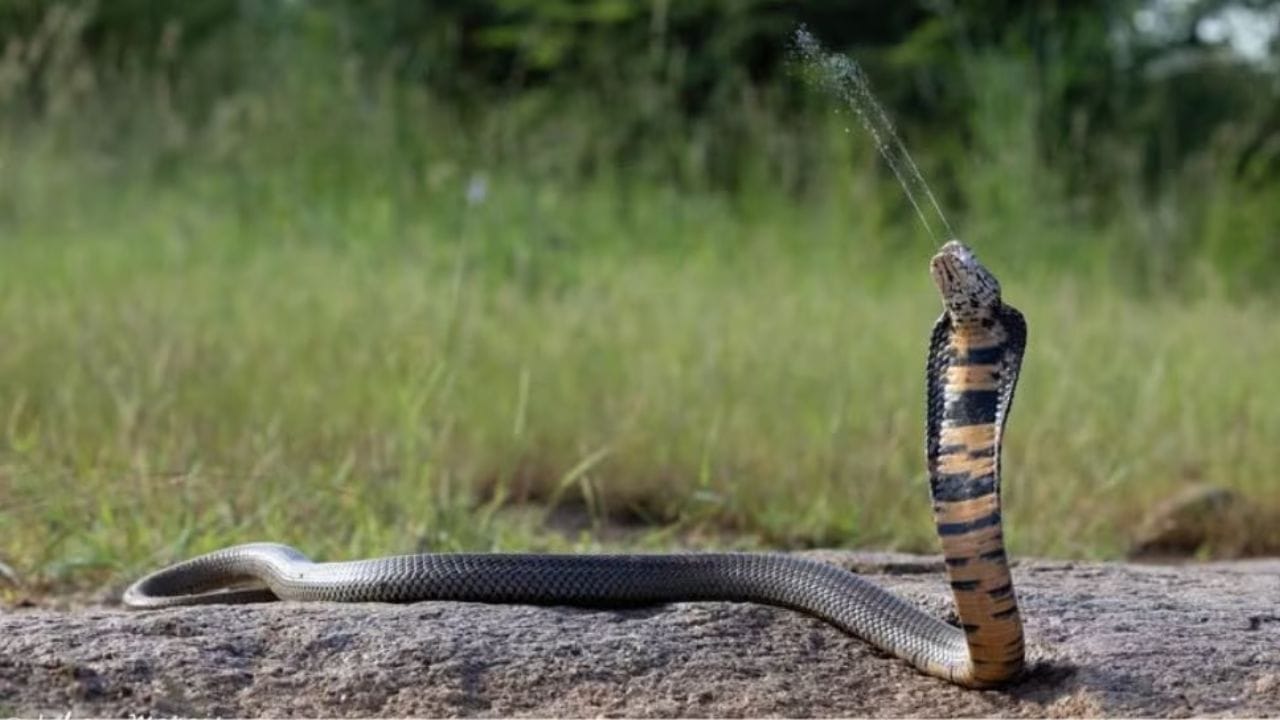 ఈ పాము ప్రత్యేకత ఏంటంటే.. దాని టార్గెట్‌ను ఎప్పుడూ మిస్సవ్వదట.. దాడి సమయంలో దాని దృష్టి మొత్తం టార్గెట్‌పైనే ఉంటుందట. ఇది తనపై దాడి చేసే శత్రువు కళ్లను, కదలికలను గమనిస్తూ.. సరైన సమయం చూసి విషాన్ని ప్రయోగిస్తుందట. తద్వారా విషం గరిష్ట ప్రాంతంలో వ్యాపించి కళ్ళలోకి ప్రవేశిస్తుంది.  