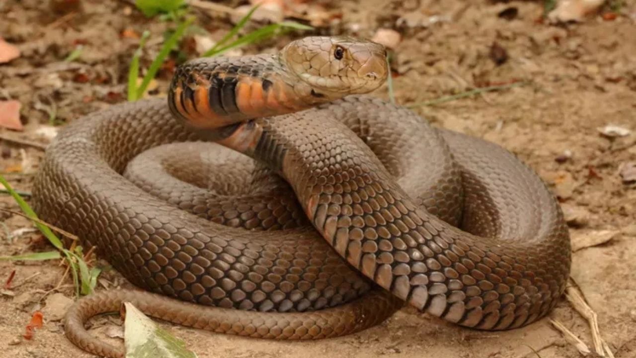 ప్రపంచంలో దాదాపు 3000 వేలకుపైగా పాము జాతులు ఉన్నాయి. వాటిలో కొన్ని ఎలాంటి హాని తలపెట్టినవి అయితే.. మరికొన్ని ప్రాణాంతకమైనవి.. ఇవి క్షణాల్లో మానవుల ప్రాణాలను తీసేయగలవు. అందులో మొదటి స్థానంలో ఉన్నది మొజాంబిక్ స్పిట్టింగ్ కోబ్రా.. ఇది ప్రపంచంలోనే అత్యంత ప్రమాదకరమైన పామట.. ఈ పాము తన శత్రువుపై లేదా వేటాడే జంతువుపై 9 అడుగుల దూరం నుండి విషాన్ని ప్రయోగించగలదట. ఇది తన కోరల రంధ్రాల ద్వారా ఫౌంటెన్ లాగా ఈ విషాన్ని బయటకు చిమ్ముతుందట.