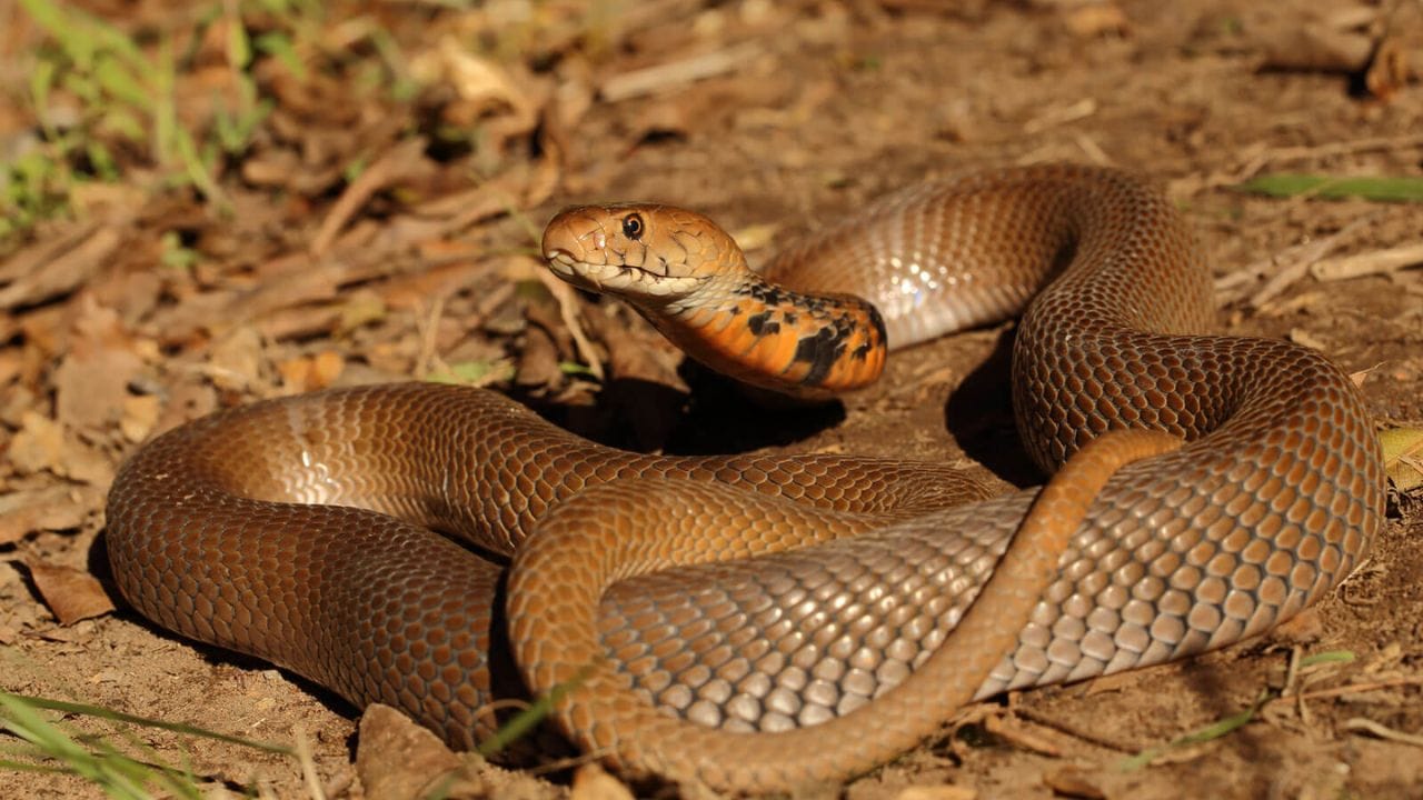 ఈ పాములు సాధారణంగా 4 నుండి 6 అడుగుల పొడవు ఉంటాయి, వీటిలో  కొన్ని జాతులు పెద్దవిగా ఉంటాయి. ఇవి బూడిద, గోధుమ లేదా నలుపు రంగులో ఉంటాయి. ఇవి చూడ్డానికి కూడా చాలా భయంకరంగా కనిపిస్తాయి.  ఈ పాము ఎక్కువగా ఆఫ్రికా, ఆగ్నేయాసియాలో కనిపిస్తుంది.  