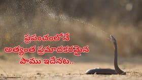 ప్రపంచంలోనే అత్యంత ప్రమాదకరమైన పాము ఇదేనట..