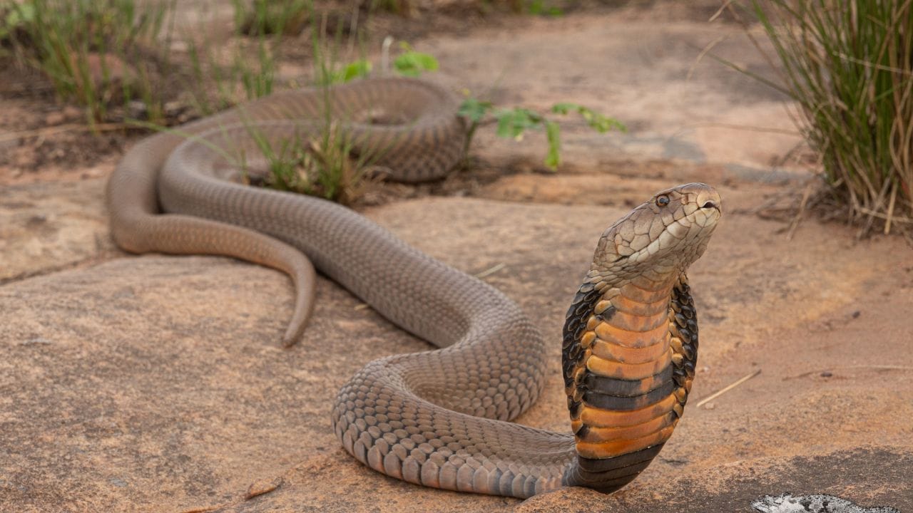 ఈ పాము విషం  ఒక వేళ మనిషి కళ్లలో పడితే.. అతనికి వెంటనే చికిత్స చేయించాలి.. కాస్త లేటైన అతని కంటిచూపు పోవచ్చట. ఎందుకంటే ఈ పాము విషం కంటి కణాలకు తీవ్రంగా దెబ్బతీస్తుందట.  