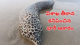 సముద్రపు ఒడ్డున మత్య్సకారులకు ఎదురైన వింతజీవి.. దగ్గరకు వెళ్లగా