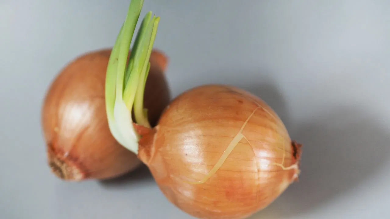 Sprouted Onions: మొలకెత్తిన ఉల్లిపాయలు తినొచ్చా? ఒకవేళ తింటే ఏమవుతుంది.. – Telugu News | Is it safe to eat sprouted onions? Know here