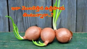 మొలకెత్తిన ఉల్లిపాయలు తింటున్నారా..? అయితే, ఇది మీ కోసమే.. లేదంటే