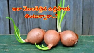 మొలకెత్తిన ఉల్లిపాయలు తింటున్నారా..? అయితే, ఇది మీ కోసమే..లేదంటే..