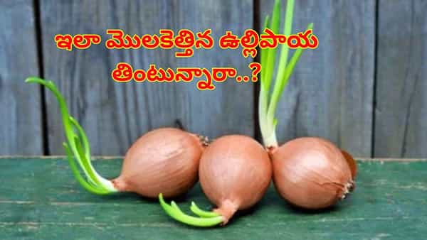 మొలకెత్తిన ఉల్లిపాయలు తింటున్నారా..? అయితే, ఇది మీ కోసమే..లేదంటే..