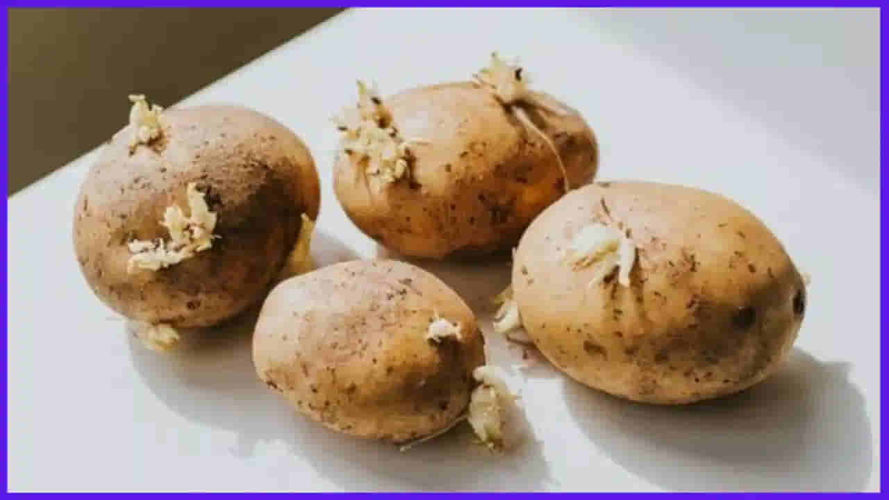 మొలకెత్తిన బంగాళాదుంపలు తింటే ఏమవుతుంది.. అసలు విషయం తెలిస్తే మళ్లీ ముట్టరు..