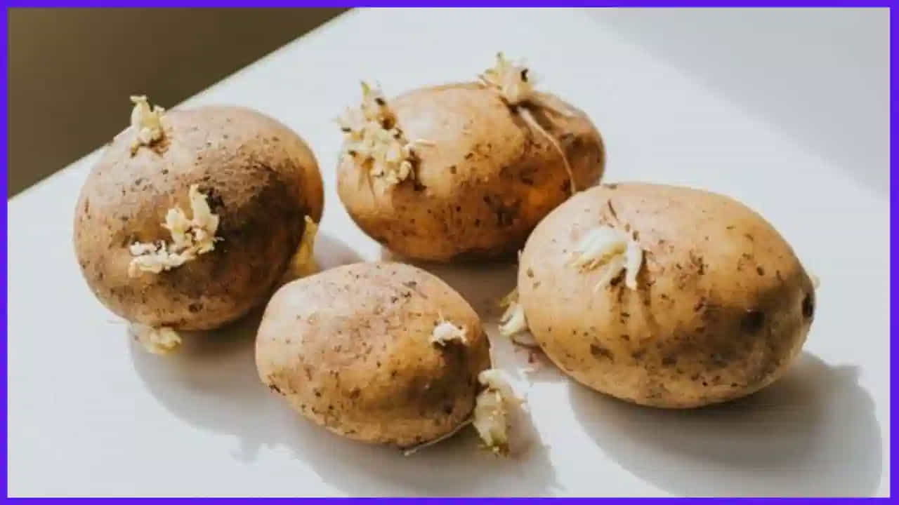 బంగాళాదుంపలను ఉడకబెట్టడం, మైక్రోవేవ్ చేయడం వల్ల ఈ ప్రమాదం తగ్గదు. అలాగే బంగాళాదుంపల దెబ్బతిన్న లేదా ఆకుపచ్చ భాగాలను కత్తిరించడం వల్ల కూడా ప్రమాదం తగ్గదు. కాబట్టి అలాంటి బంగాళాదుంపలను ఆహారానికి వినియోగించకపోవడమే బెటర్.