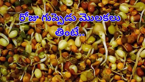 రోజు ఉదయాన్నే బ్రేక్ఫాస్ట్లో గుప్పెడు మొలకెత్తిన గింజలు తింటే..శరీరంలో జరిగే మార్పులు..!