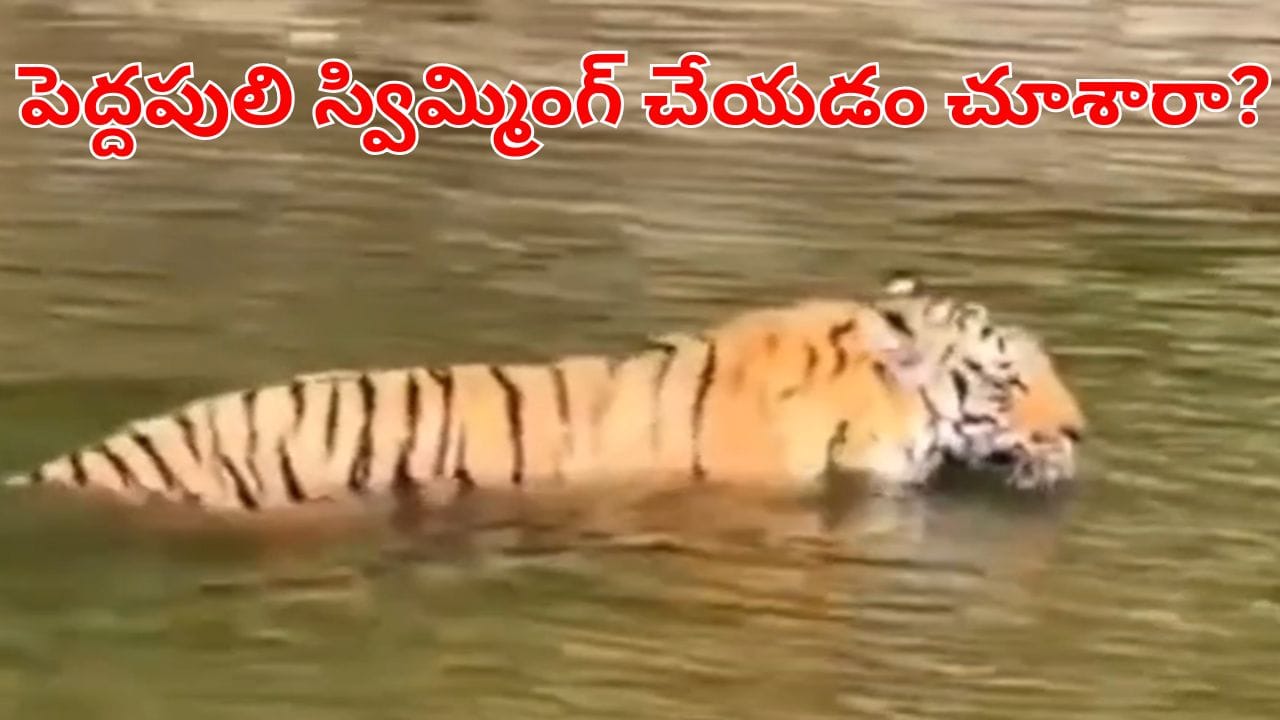 Viral Video:  వా.. ఏం ఆ రాజసం .. శ్రీశైలం బ్యాక్‌ వాటర్‌లో స్విమ్మింగ్ చేస్తూ కనిపించిన పెద్దపులి!