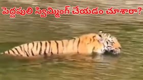 శ్రీశైలం బ్యాక్‌ వాటర్‌లో స్విమ్మింగ్ చేస్తూ కనిపించిన పెద్దపులి!