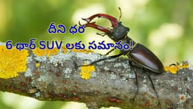 ఈ పురుగు ఒక్కటి దొరికితే చాలు.. మీ జేబులో రూ.80 లక్షలు ఉన్నట్టే..