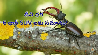 Crow Behavior: కాకులు మనుషులను గుర్తుపెట్టుకుని బహుమతులు ఇస్తాయా?.. శాస్త్రవేత్తలకే షాక్!