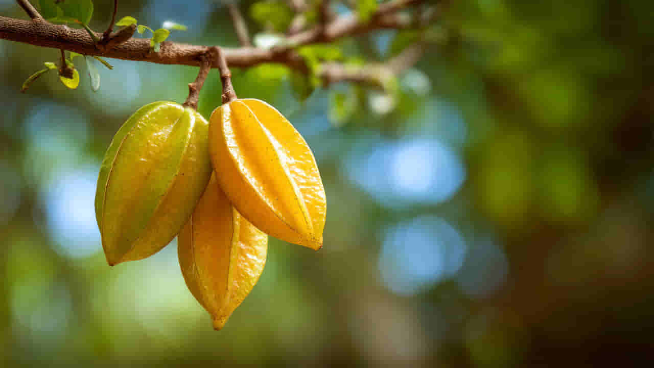 ఈ పండు ఎక్కడ కనిపించినా వదలకండి.. మీ ఆరోగ్యానికి కంచుకోట ఇది!