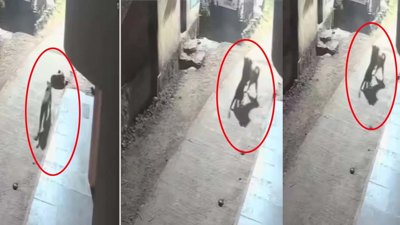 Viral Video: గుట్టుచప్పుడు కాకుండా దాడికి యత్నం.. చిరుతకు చుక్కలు చూపించిన కుక్క..!