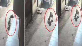 చిరుతకే సుస్సు పోయించిన వీధి కుక్క..!