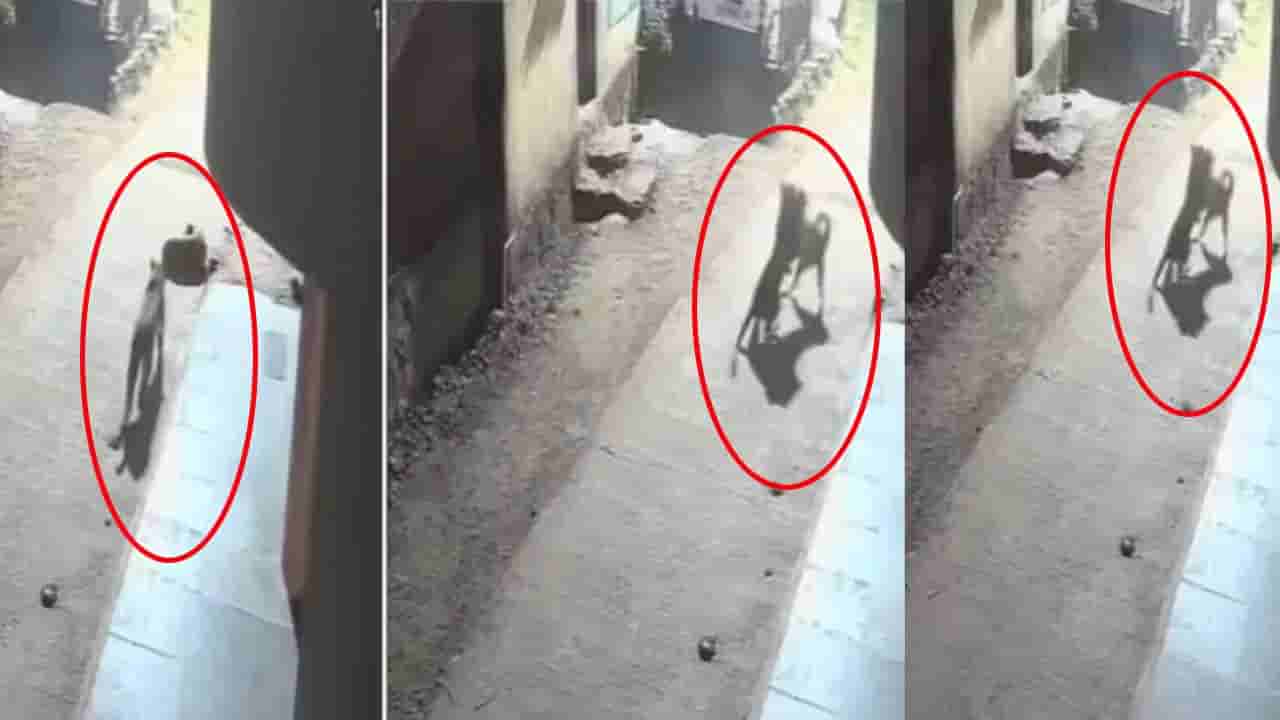 Viral Video: గుట్టుచప్పుడు కాకుండా దాడికి యత్నం.. చిరుతకు చుక్కలు చూపించిన కుక్క..!