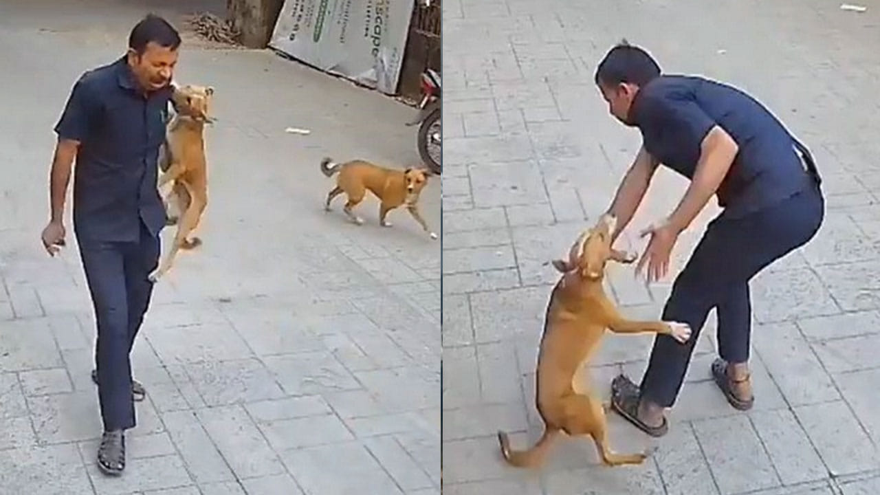 Viral Video: వామ్మో.. అందితే గొంతు నమిలేసేది..! పాఠశాల కెమెరాలో రికార్డయిన షాకింగ్ ఘటన