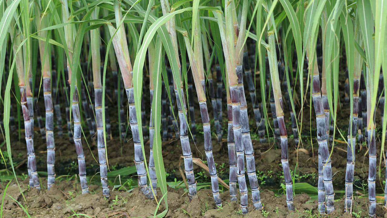 చెరకు మొక్కల మధ్య: చెరకు తోటలలో చాలా పాములు ఉంటాయి. చెరకు మొక్కలు పాములకు అద్భుతమైన దాక్కునే ప్రదేశాలు. చెరకు మొరిగే శబ్దం పాములు పాకుతున్న శబ్దాన్ని పోలి ఉంటుంది, కాబట్టి అవి వాటికి అనుకూలంగా ఉంటాయి. మీ ఇల్లు చెరకు తోటల దగ్గర ఉంటే లేదా మీ కోరికల కోసం మీ ఇంట్లో ఏదైనా చెరకు మొక్కలను నాటినట్లయితే, అక్కడ పాములు ఉండవచ్చు. జాగ్రత్తగా ఉండండి.