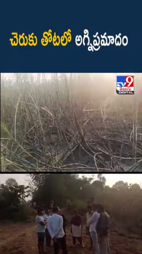 అయ్యో.. రైతన్నకు గుండెకోత.. చెరుకు తోటలో అగ్నిప్రమాదం