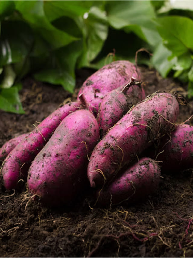 షుగర్‌ రోగులు చిలగడ దుంప తినొచ్చా?