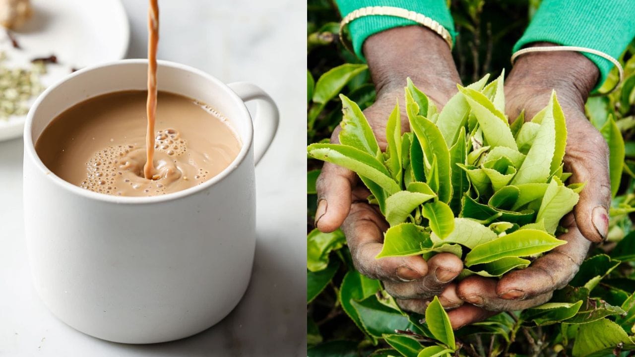 TEA: టీ పొడిపై ప్రభుత్వం సంచలన నిర్ణయం.. మనం రోజూ తాగేది అసలైన టీ కాదా? – Telugu News | What is Real Tea? FSSAI Clarifies Only ‘Camellia Sinensis’ is Authentic Tea; Important Update for Herbal Tea Lovers!