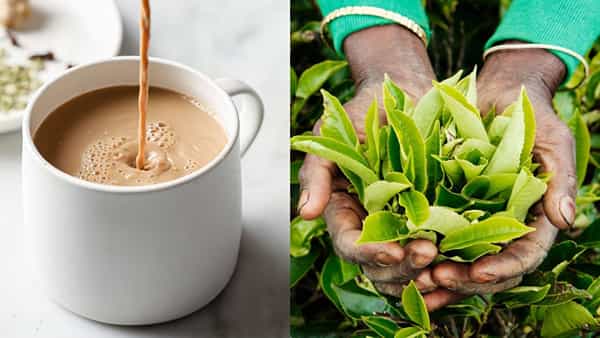 TEA: టీ పొడిపై ప్రభుత్వం సంచలన నిర్ణయం.. మనం రోజూ తాగేది అసలైన టీ కాదా?