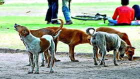 ఢిల్లీ రాజకీయాల్లో మరోసారి కుక్కల పంచాయితీ..