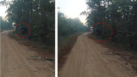 కొత్తగూడ అడవుల్లో కనిపించిన అనుకోని అతిధి.. దెబ్బకు వాహనాలు ఆపేసి