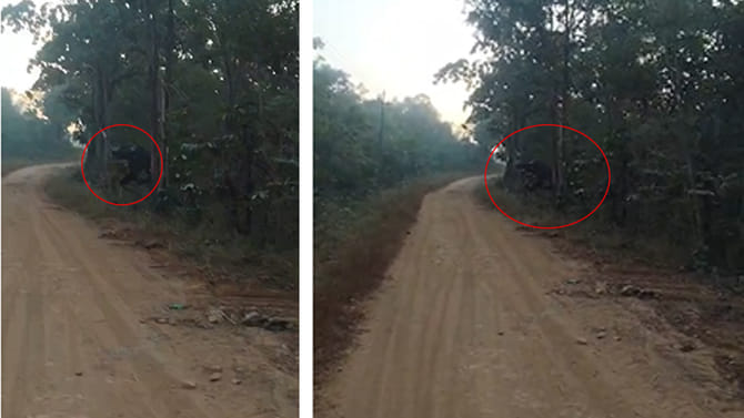 కొత్తగూడ అడవుల్లో కనిపించిన అనుకోని అతిధి.. దెబ్బకు వాహనాలు ఆపేసి