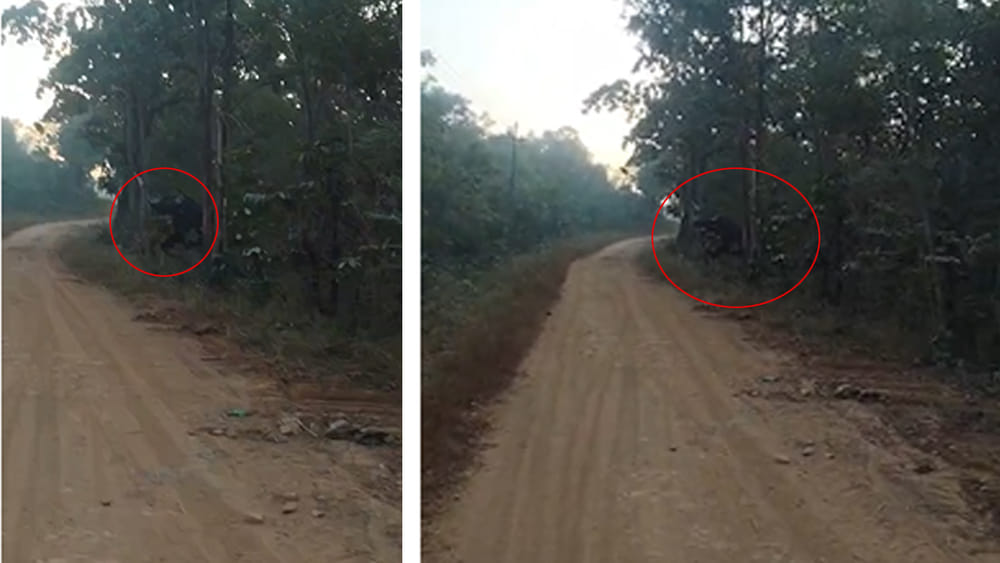 కొత్తగూడ అడవుల్లో కనిపించిన అనుకోని అతిధి.. దెబ్బకు వాహనాలు ఆపేసి.. ఏం చేశారంటే.?