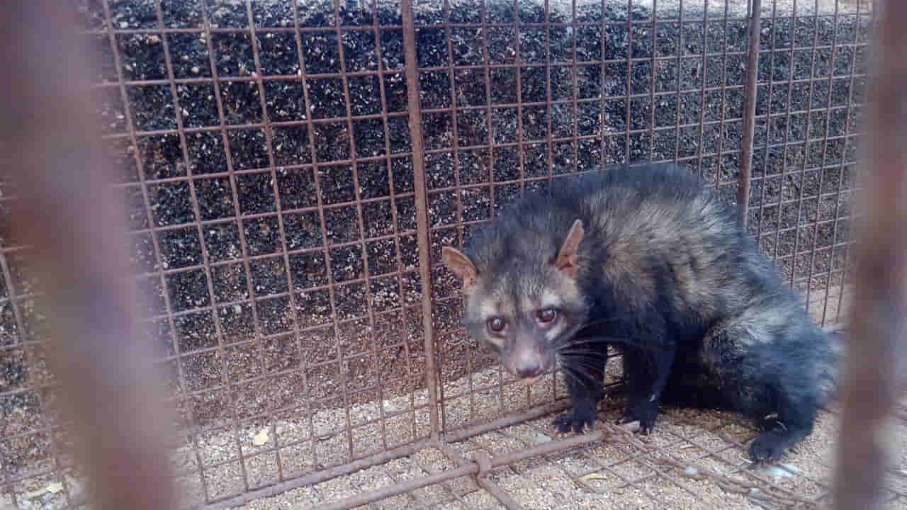 Telangana: గుంట నక్క అనుకుంటే పొరబడినట్టే.. ఈ రేర్ పీస్ ఎక్కడా చూసి ఉండరు.. అదేంటంటే.?