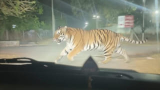 Telangana: అదిగో తోక.. ఇదిగో పులి.. నమ్మండి.! సాక్ష్యం ఈ ఫోటోనే.. సీన్ కట్ చేస్తే