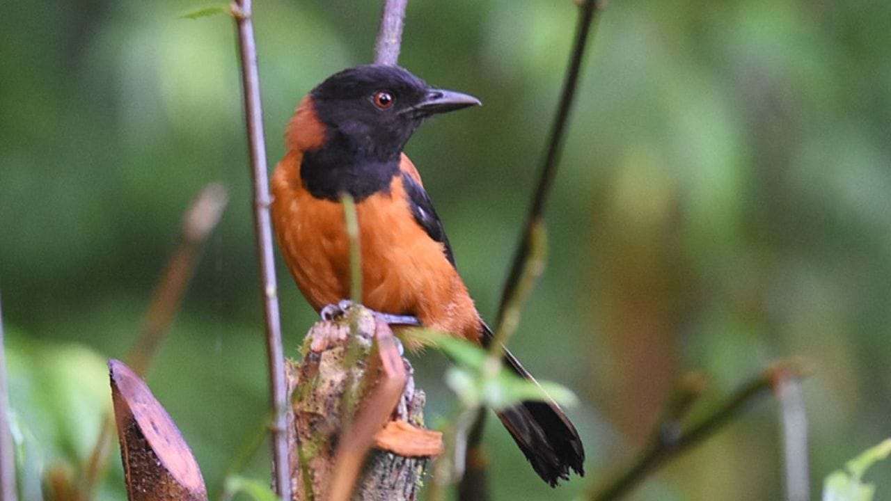 ఒక వేళ ఈ పక్షి చర్మంపై ఉంటే విషం మనుషులుకు కానీ తగిలితే. తిమ్మిరిగా అనిపిస్తుంది. కొన్ని సార్లు ఇది తీవ్ర అనారోగ్యానికి దారి తీయవచ్చు. ఈ పక్షి ఉండే ప్రాంతాల్లోని ప్రజలకు దీని గురించి బాగా తెలుసు. కాబట్టి ఎవరూ దాని జోలికి వెళ్లరు.మొత్తానికి  ప్రకృతిలో కనిపించే అరుదైన, అత్యంత అందమైన పక్షులు కూడా ఇంత ప్రమాదకరంగా ఉంటాయని ఎవరూ ఊహించకపోవచ్చు. కాబట్టి ఈ పక్షి మీకు ఎక్కడైనా కనిపిస్తే జాగ్రత్తగా ఉండండి. 