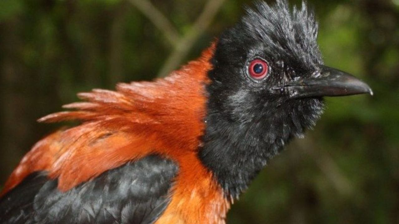 అయితే ఇక్కడ మరో ఇంట్రెస్టింగ్ విషయం ఏమిటంటే ఈ పక్షిలో ఉత్పత్తి అయ్యే విషం దాని బాడిలో కాకుండా చర్మం, రెక్కలపై మాత్రమే ఉంటుందట. పొరపాటు వేరే జీవులు కనుక దీనికి తగిలితే వాటికి ప్రాణహాని తప్పదట. ఈ పక్షి శరీరలో ఉత్పత్తి అయ్యే  విషాన్ని బాట్రాచోటాక్సిన్ అంటారు. అదే విషం డార్ట్ కప్పలలో కూడా కనిపిస్తుంది.