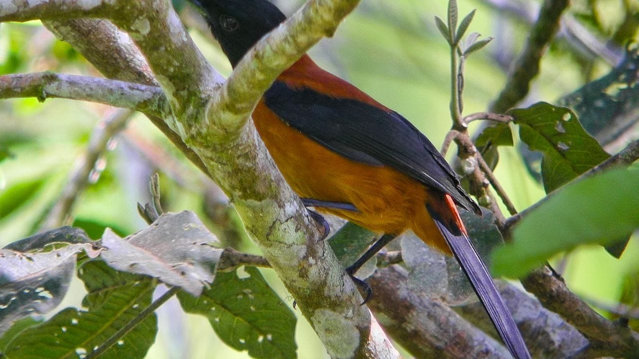 ఈ పక్షి శరీరం నిండా విషం ఉండడం వల్ల పక్షులు దీనిపై దాడి చేయవు. దీని శరీరమే దీనికి రక్షణ కవచంలా ఉంటుంది. అయితే దీని ఓంట్లో ఇంతలా విషం ఉండడానికి ప్రధాని కారణంగా ఏమిటంటే.. ఇది తినే ఆహారం. అవును ఇది తనే ఆహారం కారణంగానే దీని శరీరంలో విషం ఉత్పత్తి అవుతుందట.