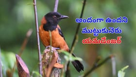 ముట్టుకుంటే మరణమే..! ప్రపంచంతో అత్యతం విషపూరితమైన పక్షిఇదేనట!