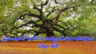 World’s Oldest Trees: ప్రపంచంలోనే అత్యంత పురాతనమైన చెట్లు ఇవేనట.. వీటి వయస్సును మీరు అస్సలు ఊహించలేరు!