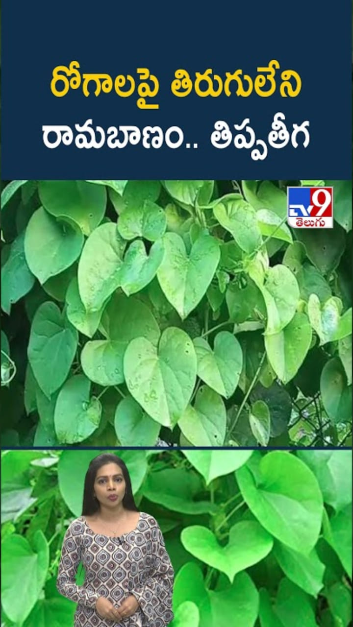 Tippateega: తిప్పతీగ.. రోగాలపై తిరుగులేని రామబాణం..!