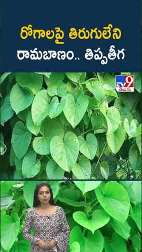 Tippateega: తిప్పతీగ.. రోగాలపై తిరుగులేని రామబాణం..!